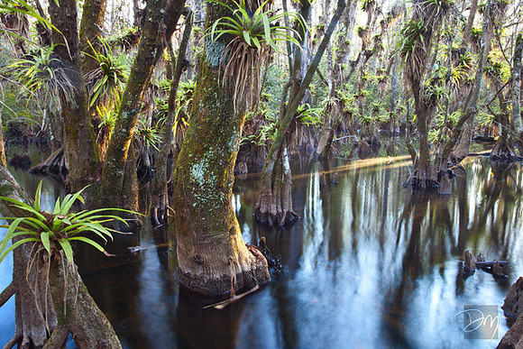 Guzmania Slough