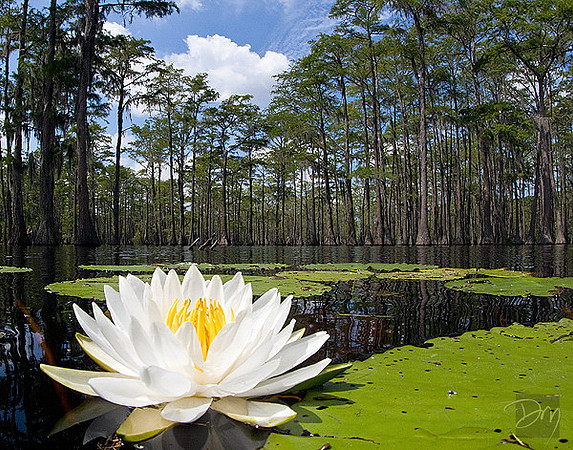 Lily Among Cypress