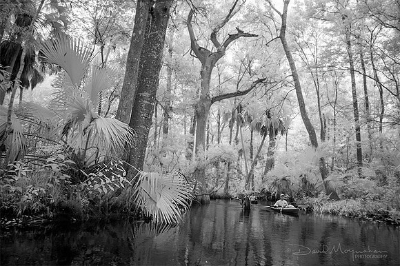 Lower Wacissa Paddling B&W