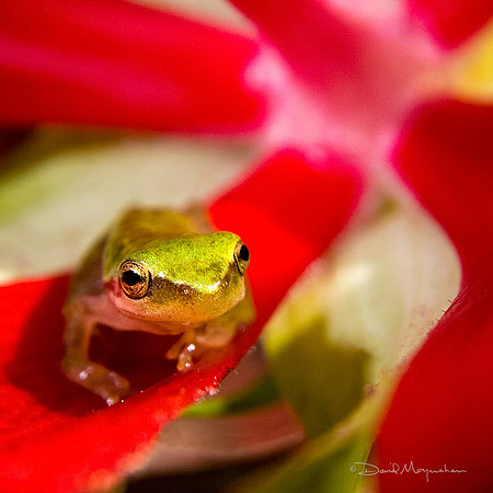 Mallow Frog 2