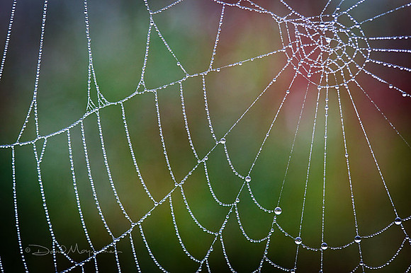 Pearled Web 2
