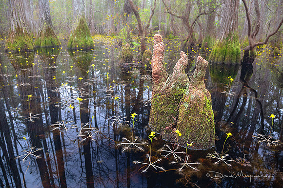 P-H Swamp Abloom