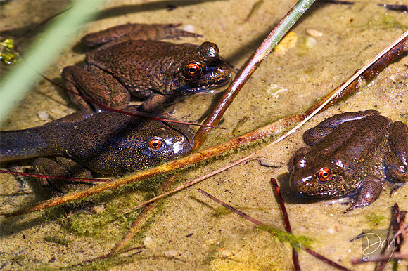 River Swamp Frogs