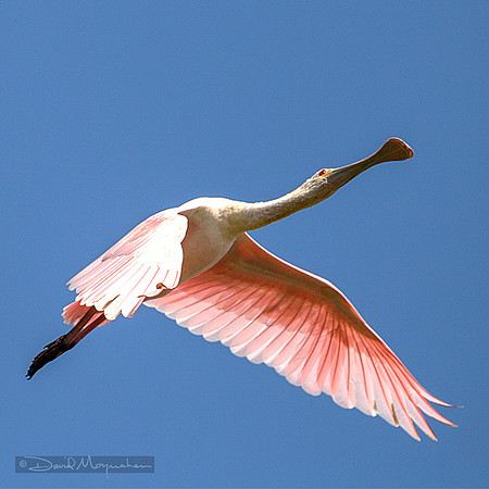 Roseate Flight
