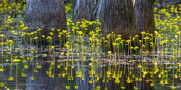 Swamp Bloom Panorama