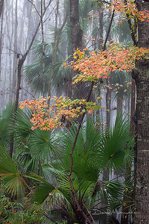 Swamp Fog
