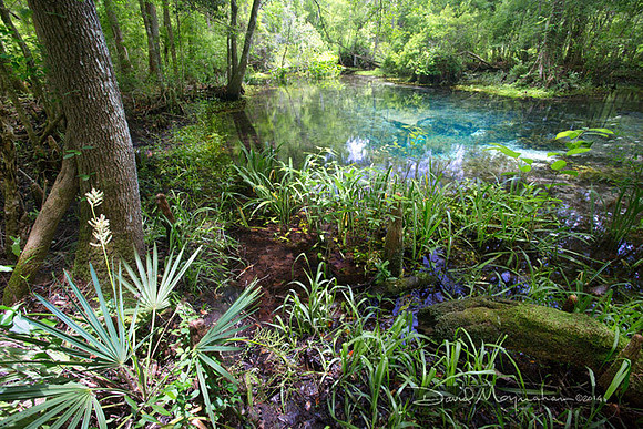 Swamp Gem