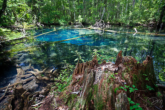 Swamp Spring