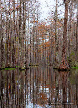 Swamp Trail