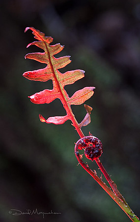 Swamp Unfurling