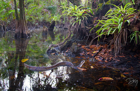 Swamp King