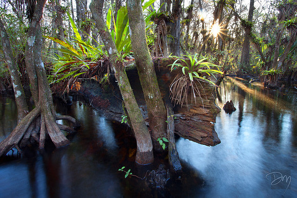 Swampland