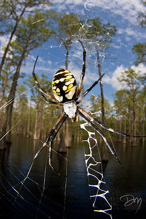 Swamp Web
