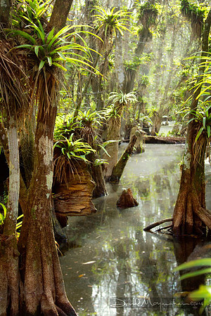 Wading Into Swamp