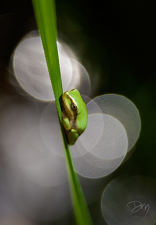 In the Limelight