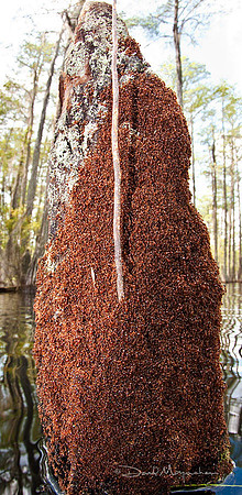 Swarming Swamp Knee - Fire Ants