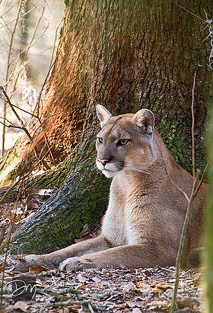 Panther Portrait