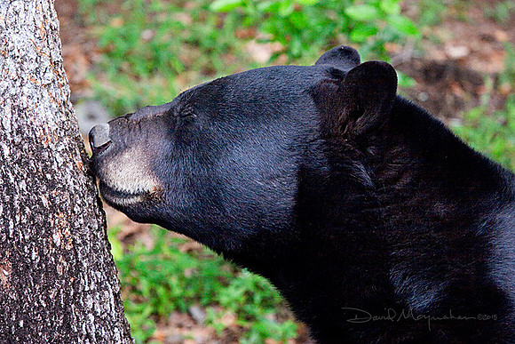 Prayer Bear