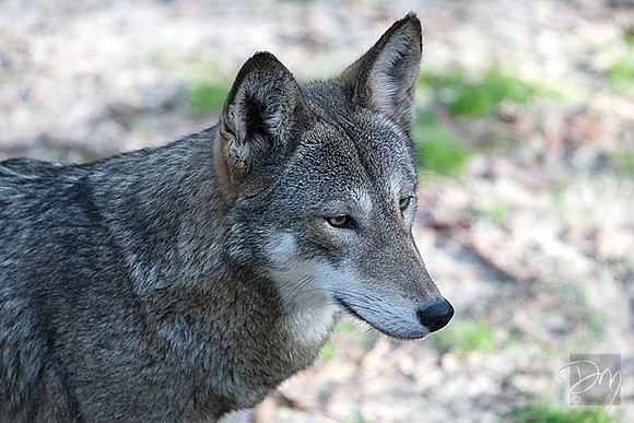 Red Wolf Portrait