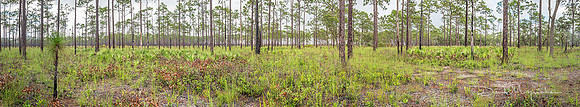 Sandy Flatwoods Pano - Pine Snake