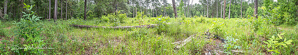 Upland Meadow Pano - Rattlesnake