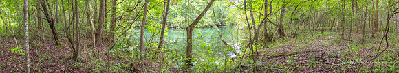 WetlandPano -Cottonmouth