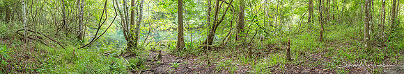 Wetland Pano - Water Snake
