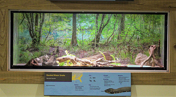 Banded Water snake