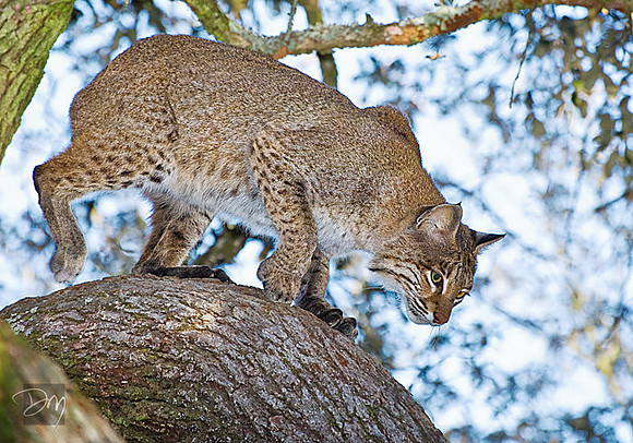Bobcat in Oak