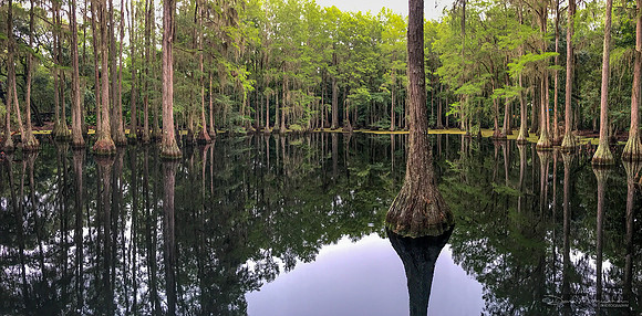 Cypress Pond