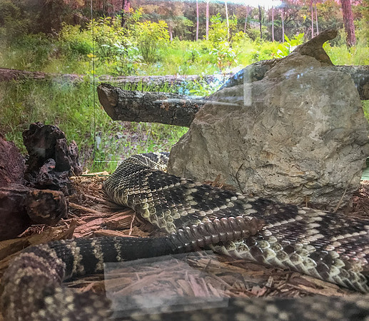 Diamondback-CU