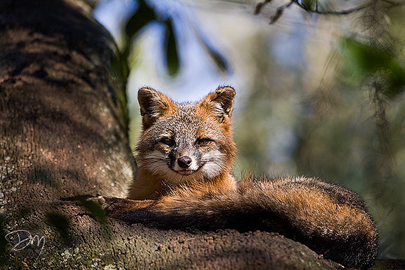 Gray Fox