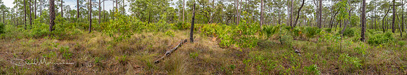 Scrub Flatwood Pano -Indigo