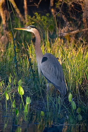 Great Blue