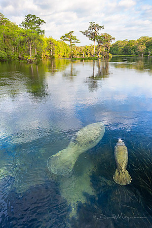 Manatee Moment
