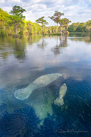 Manatee Moment 2