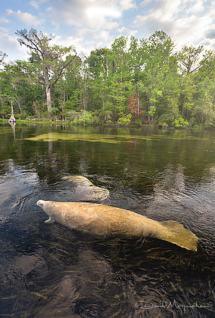 Manatee Moment 3