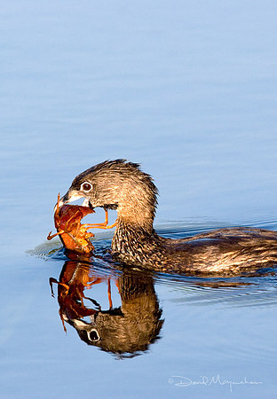 Pied-billed Grebe & Crayfish v