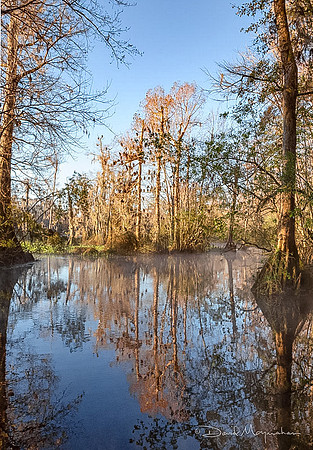 Springs Morning