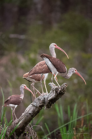 Teen Ibis Team