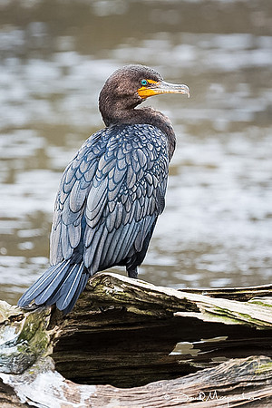 Cormorant Pose