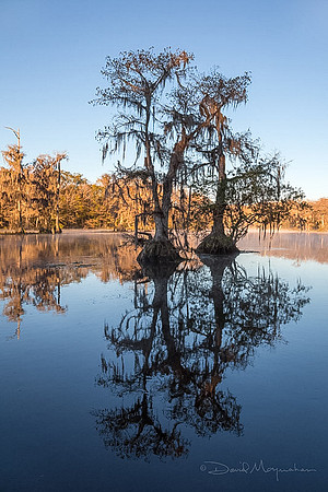 Cypress Stand