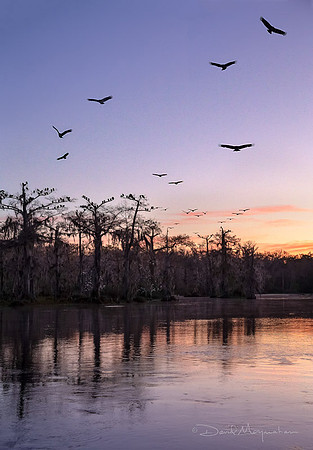 Dawn Vulture Flight