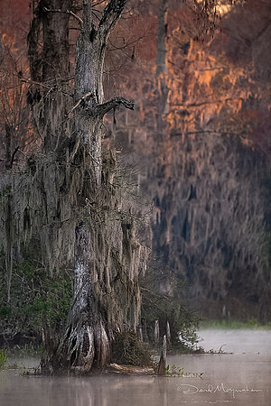 First Light 5