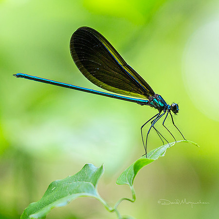 Ebony Jewelwing
