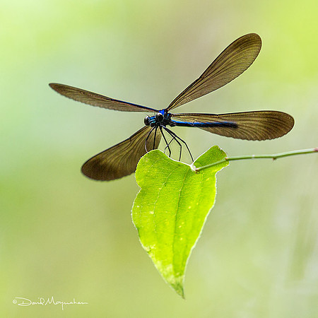 Whirligig