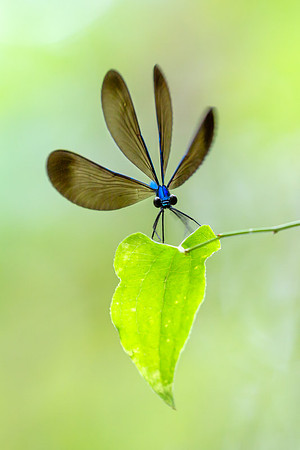 Winged Alien