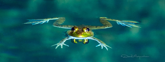 Bullfrog Afloat 38