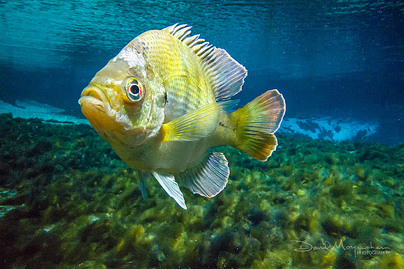 Silver Glen Bream
