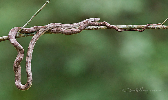 Acrobat